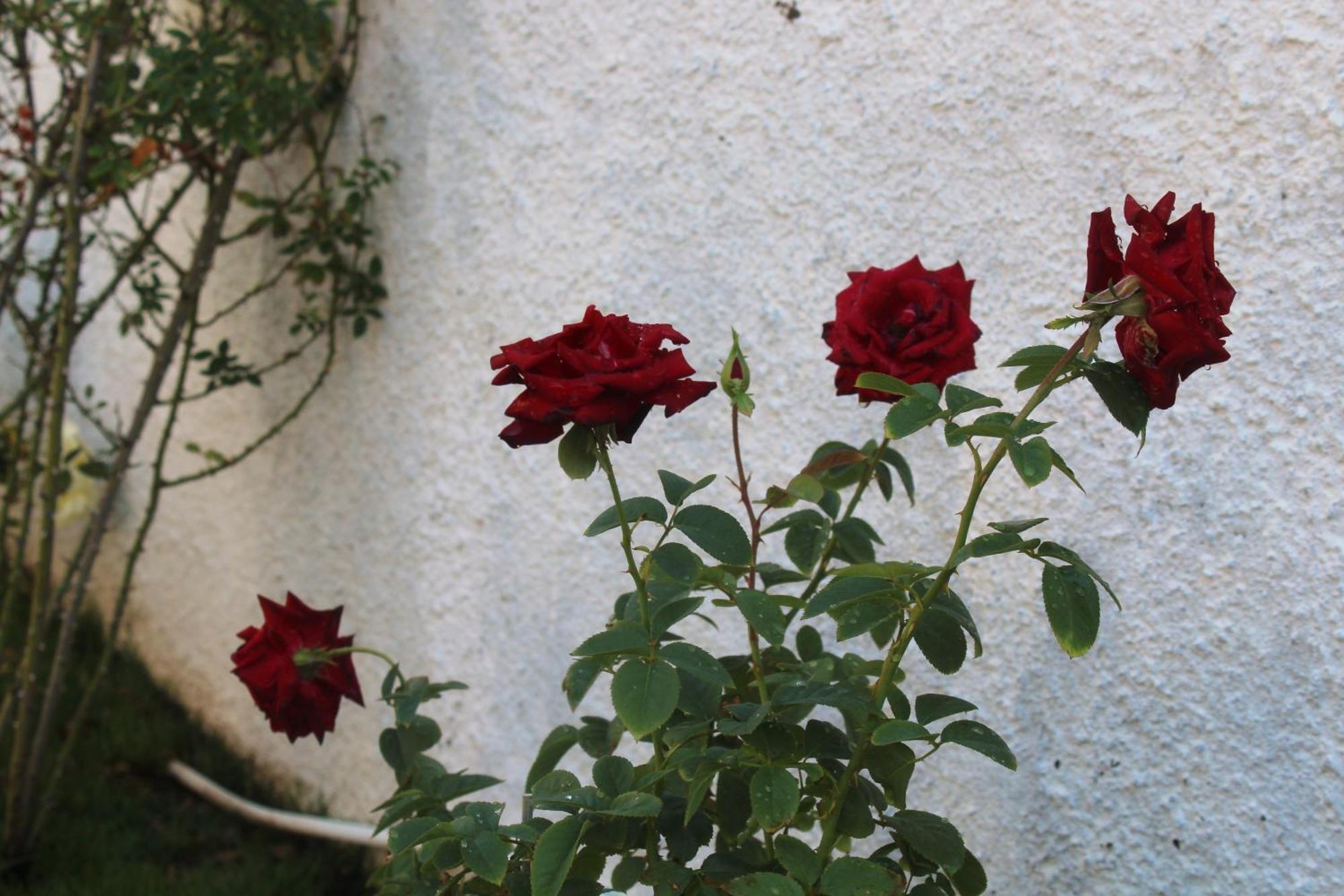 Bed and Breakfast Los Flamingos La Maddalena  Exterior foto