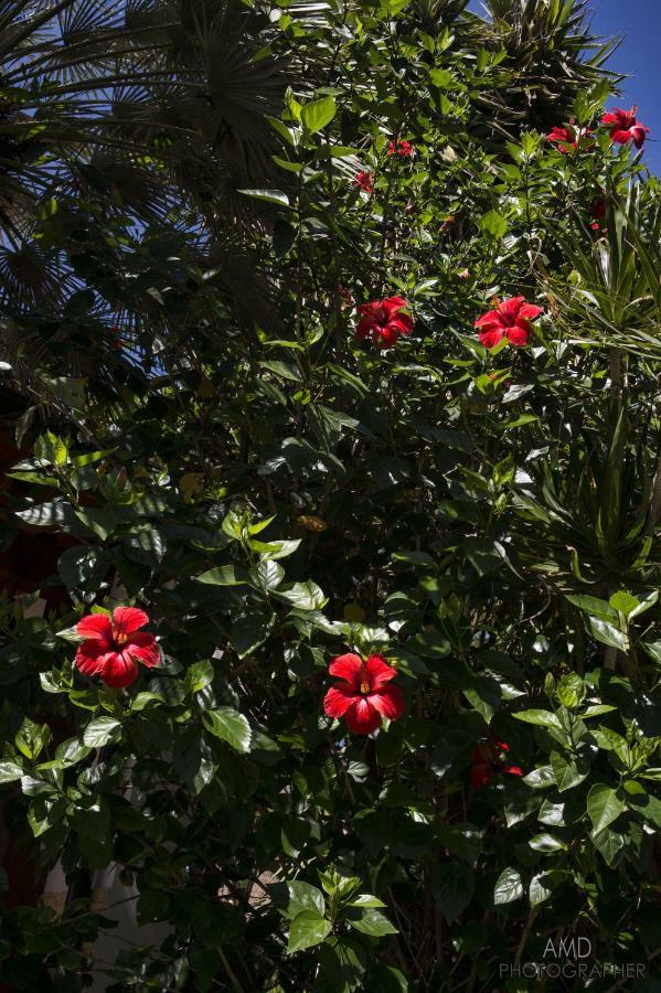 Bed and Breakfast Los Flamingos La Maddalena  Exterior foto